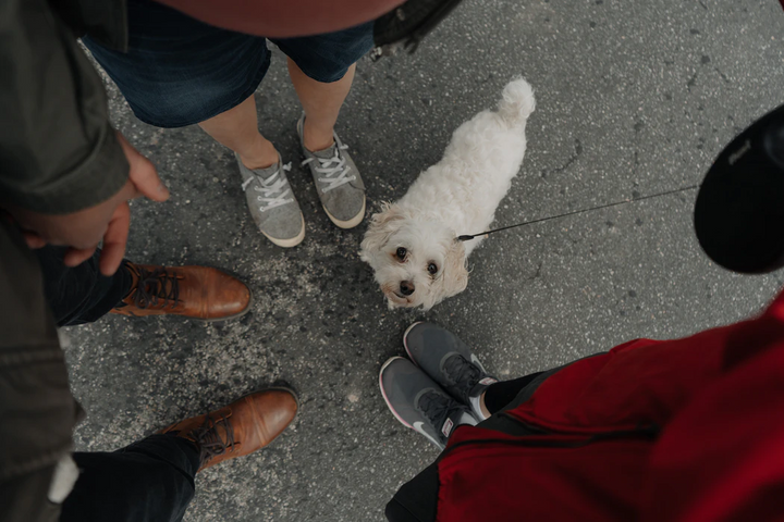 7 Dog Walking Tips You Should Know