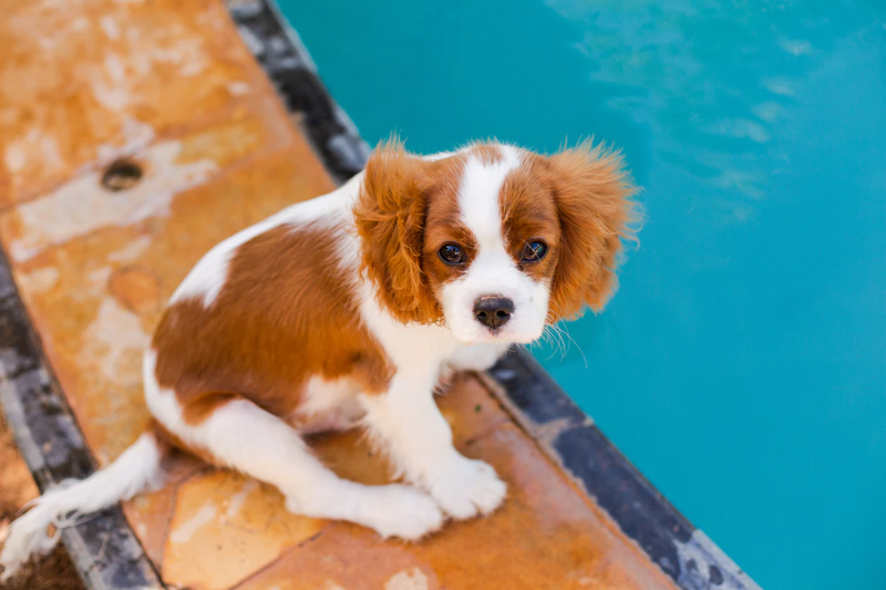 Here's How to Puppy-Proof Your Living Space!