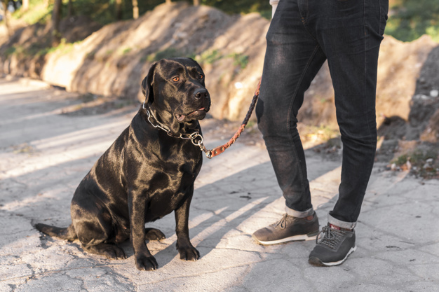 3 Possible Reasons Why Your Dog Hates Their Harness BullyBillows