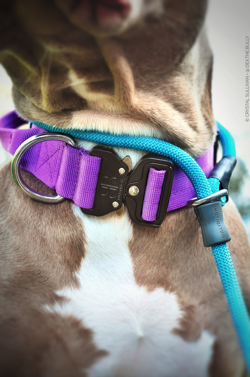 How to Lead Train a Puppy?