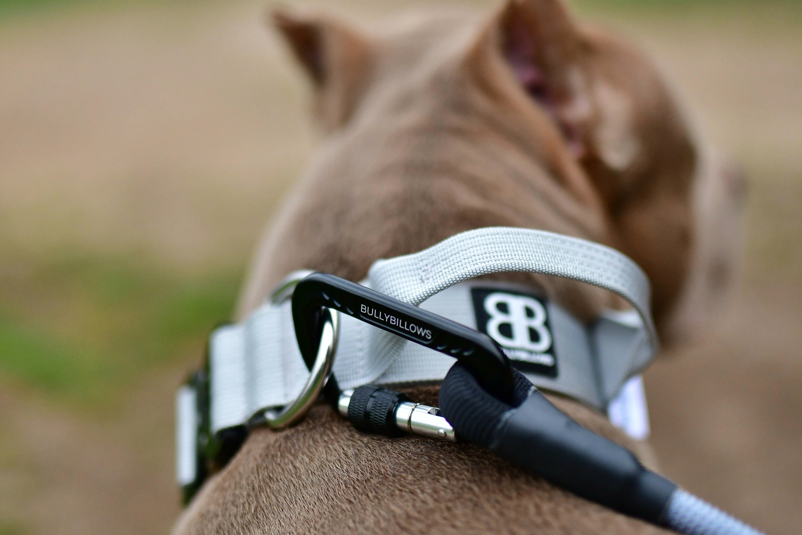 Different types of dog deals belts
