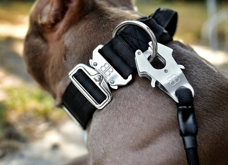 What is the Importance of a Dog Collar?