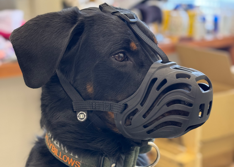 Muzzle train dog clearance