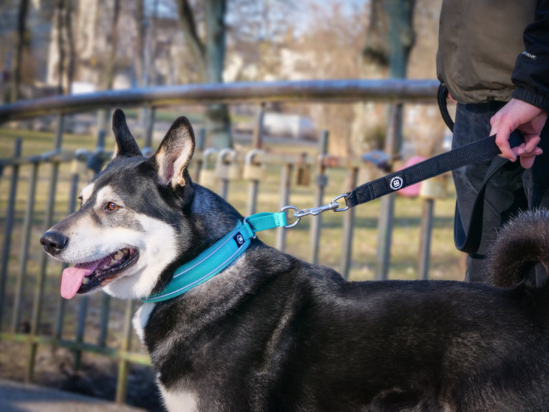 How To Stop Your Dog Barking