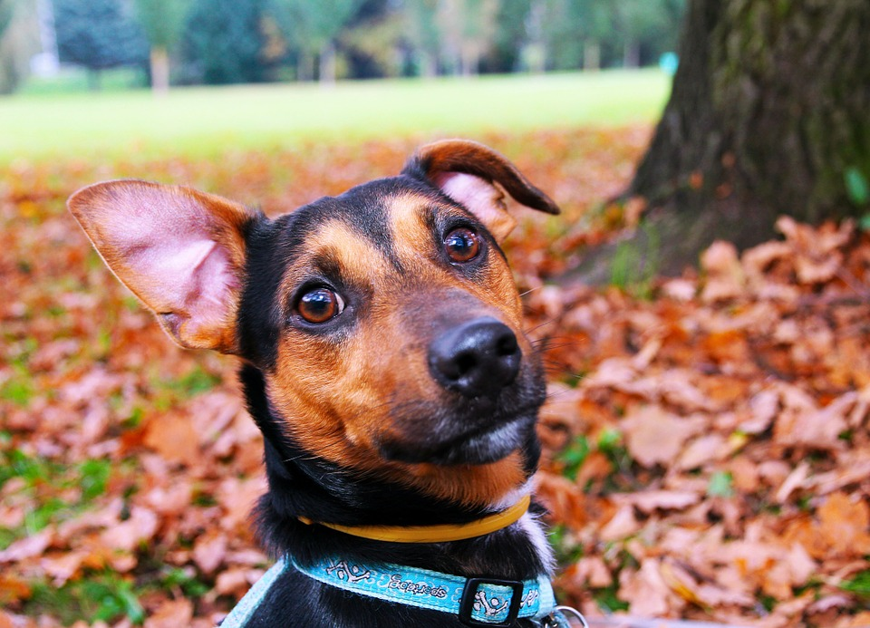Benefits of Personalising Dog Collars