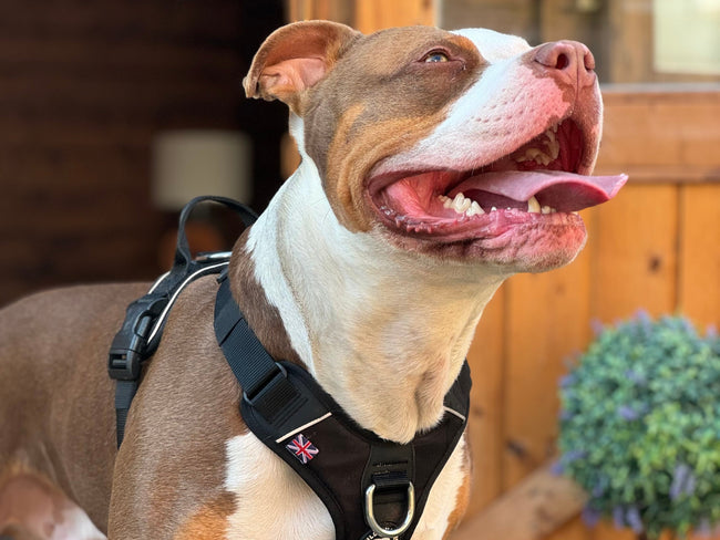 Zoomies Unleashed: Why Your Dog Turns Into a Furry Tornado 🐾