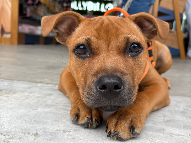 A Day in the Life of Loki, Our Cheeky Office Pup