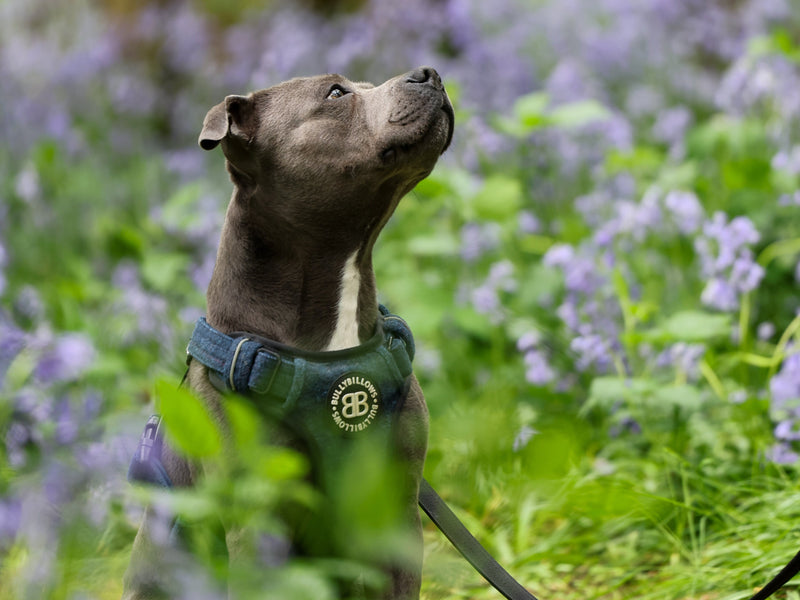 Restarting Training After Summer Fun 🐶