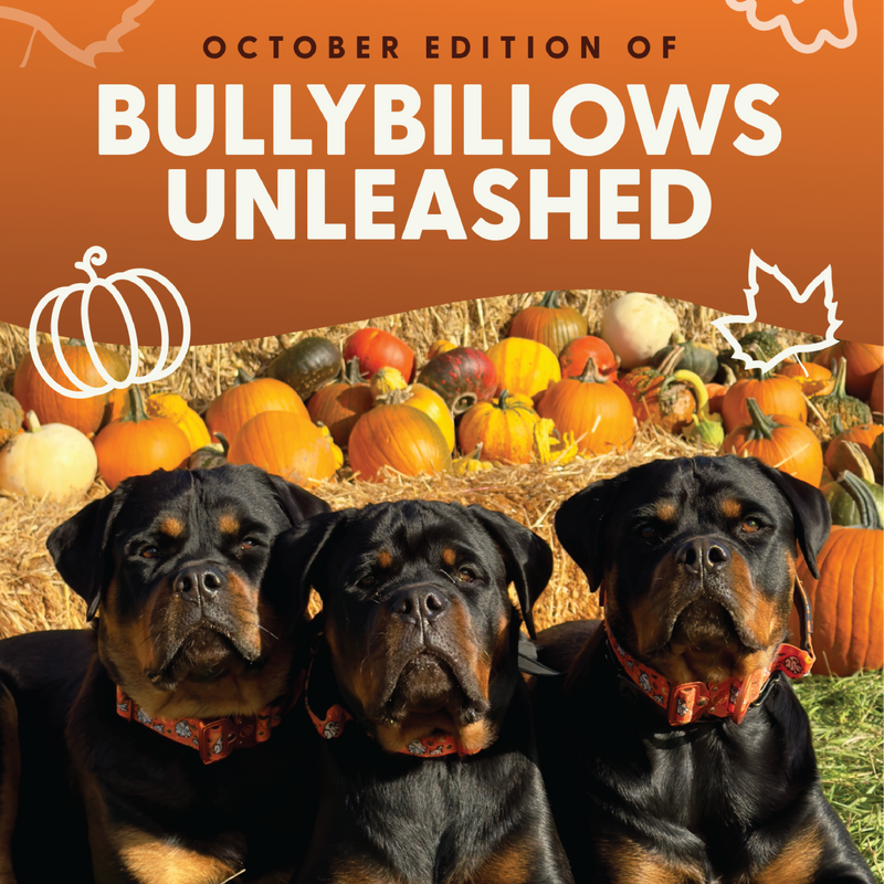 BullyBillows Unleashed: Spooky Sniff-tacular Blog Edition