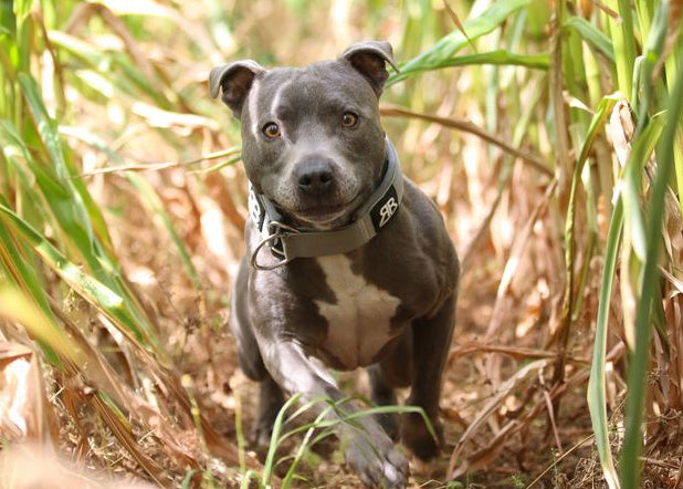 Dog Walking Must-Haves Guide