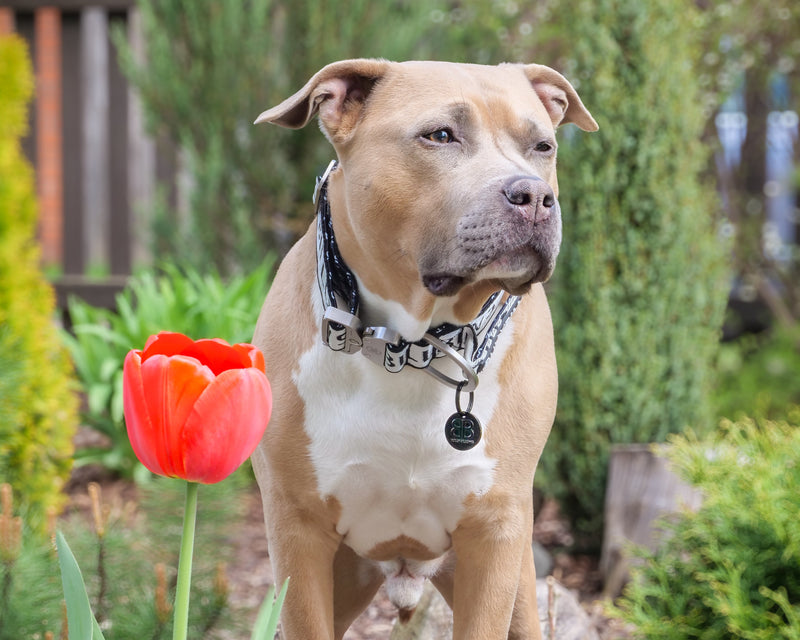 Why Identification Tags Are One of the Most Important Accessories You Can Buy