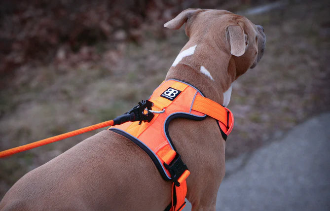 Harness dog how to put it on online