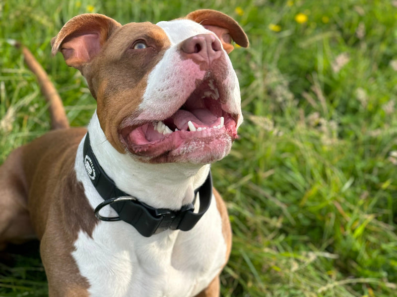 In Support Of The Bully Breed, The Bullied Breed 🐾