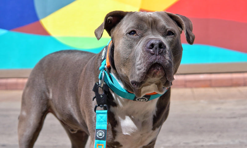 XL Bully Ban: New Laws & Owner's Next Steps