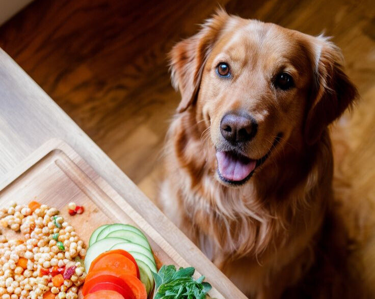 Top 5 Common Household Items that Can Harm Your Dog