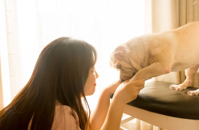 Dog in Heat? Here's What You Need to Know