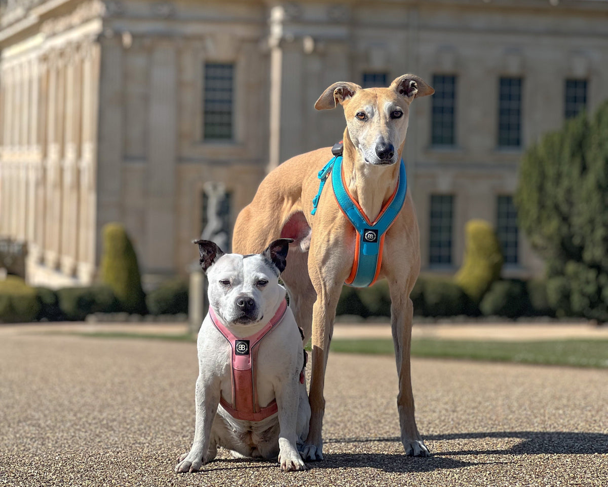 Keep Your Dog Cool on Hot Days – BullyBillows