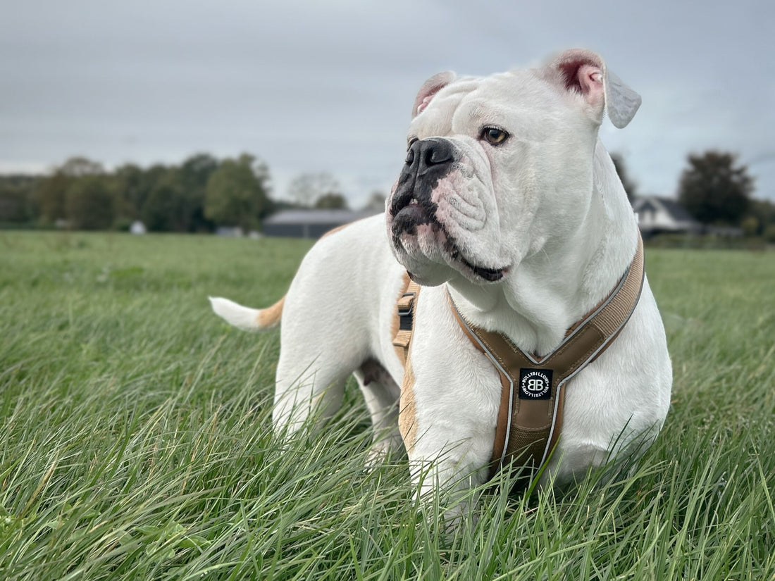 Why Do Dogs Eat Grass?