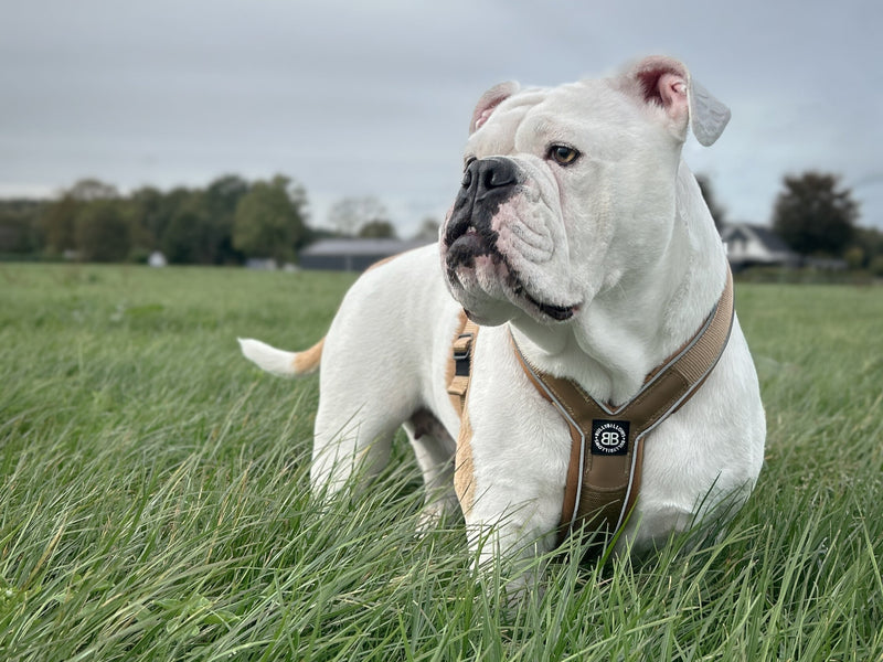 Why Do Dogs Eat Grass?