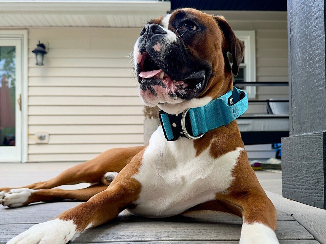 Why Do Dogs Drool?