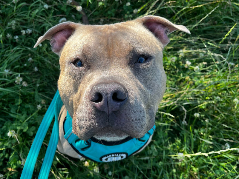 The Most Dog-Friendly UK Getaways for 2025