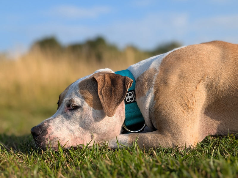 Can Dogs Get Sunburn?