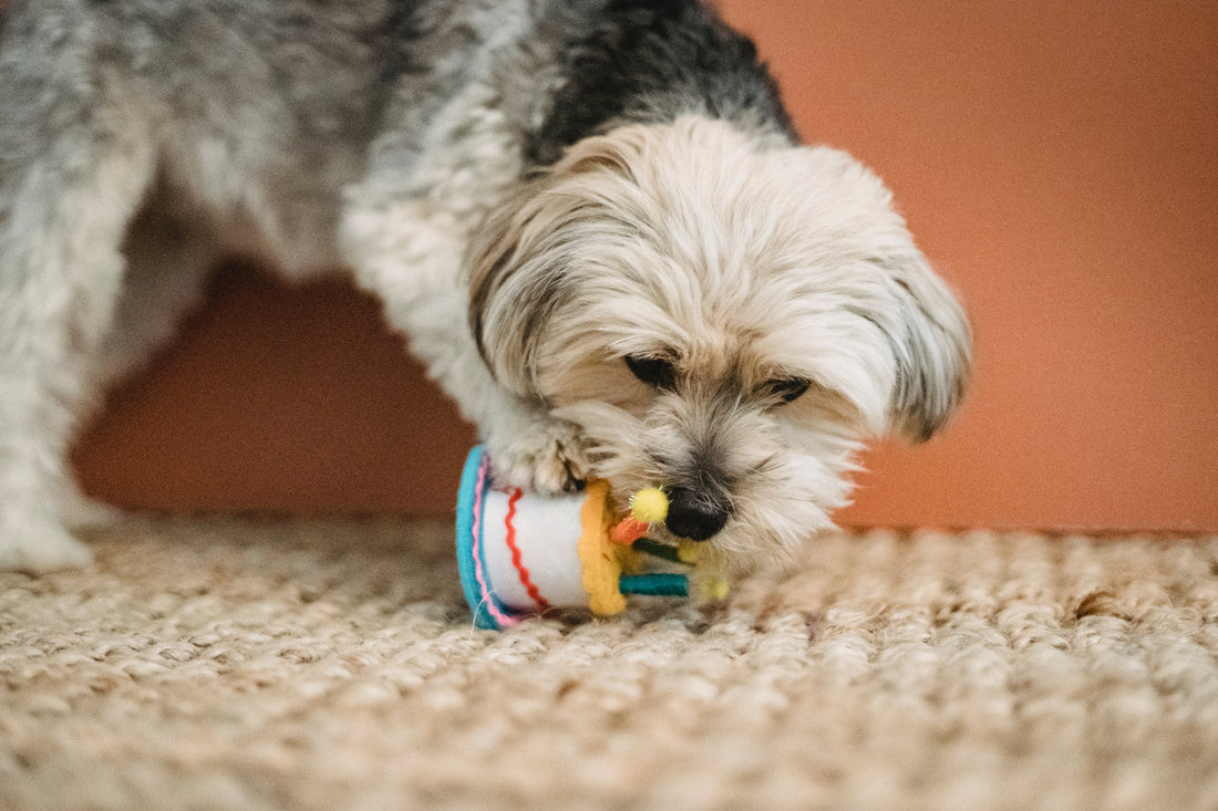 How to Encourage Your Dog to Play Alone