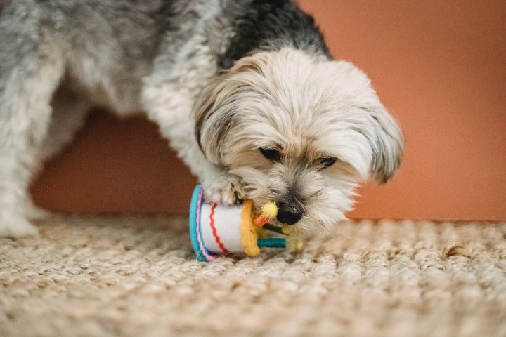 How to Encourage Your Dog to Play Alone