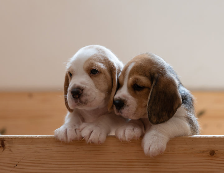 Two beagle puppies sat closely together