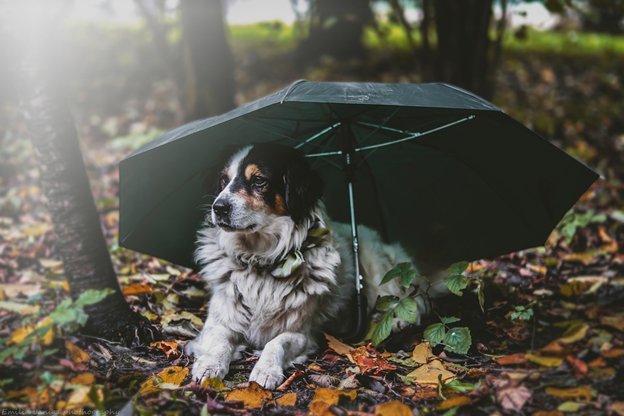 Importance of Dog Insurance