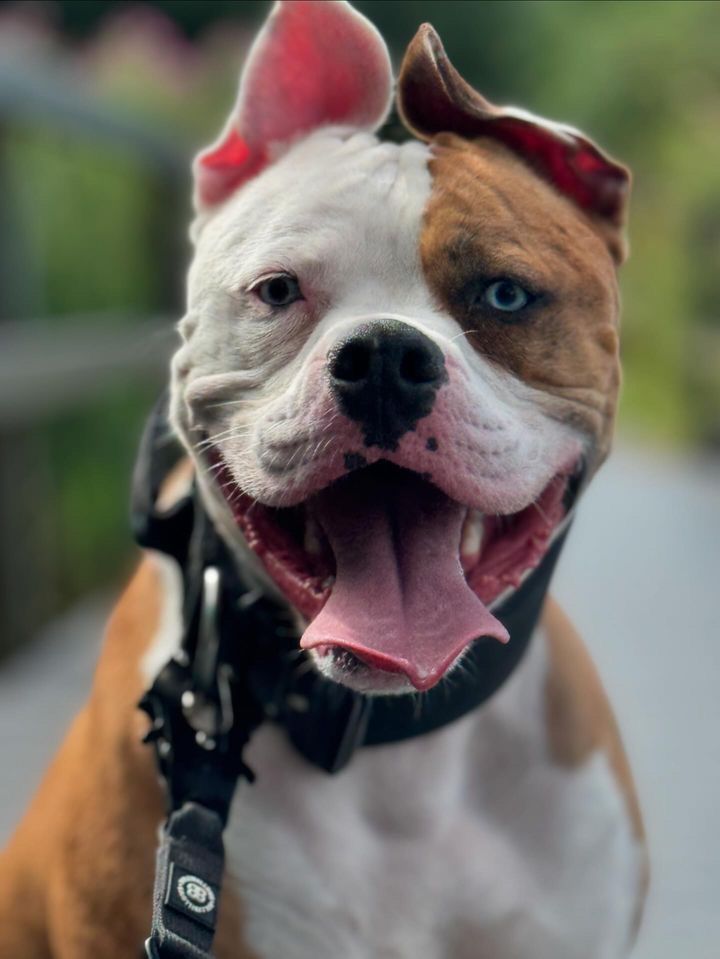 Neutering A Dog: A Dog Owner's Complete Guide To Neutering