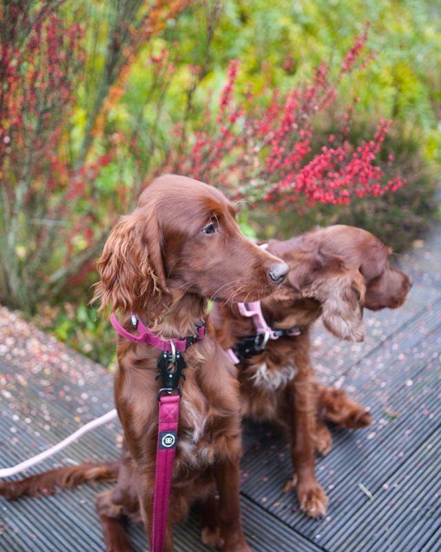 Dog Exercise: Needs By Breed