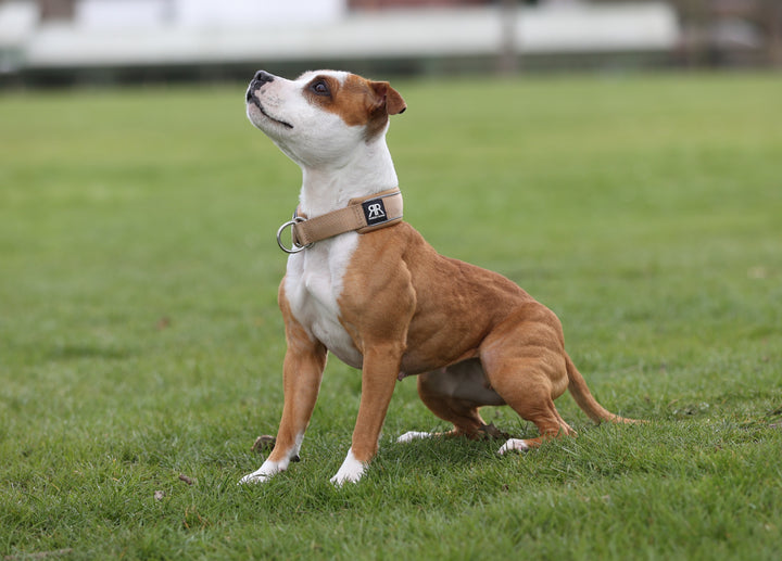 How to Train Your Dog With Positive Reinforcement
