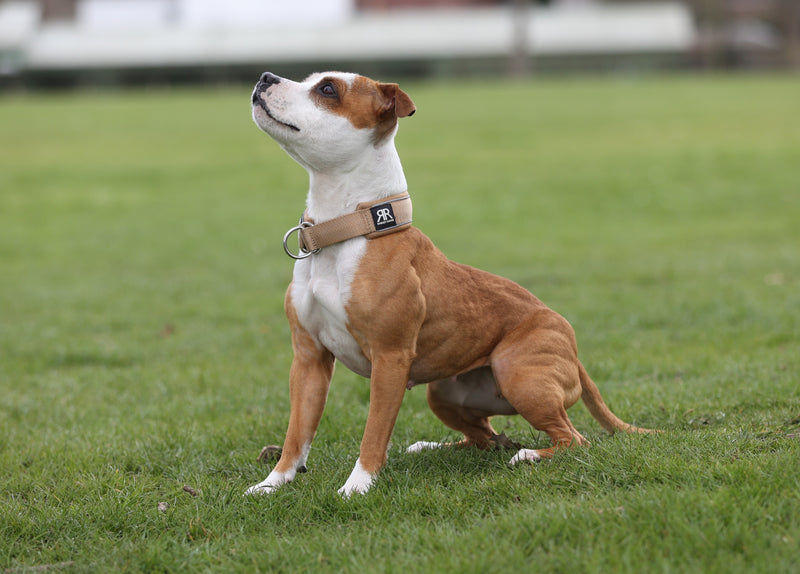 How to Train Your Dog With Positive Reinforcement