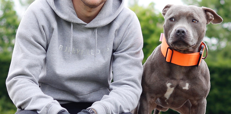 Four Dog Training Mistakes to Avoid