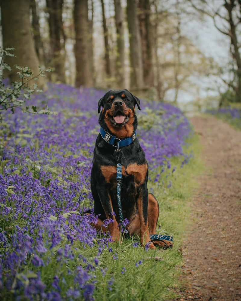 8 Mental Health Benefits of Having a Dog