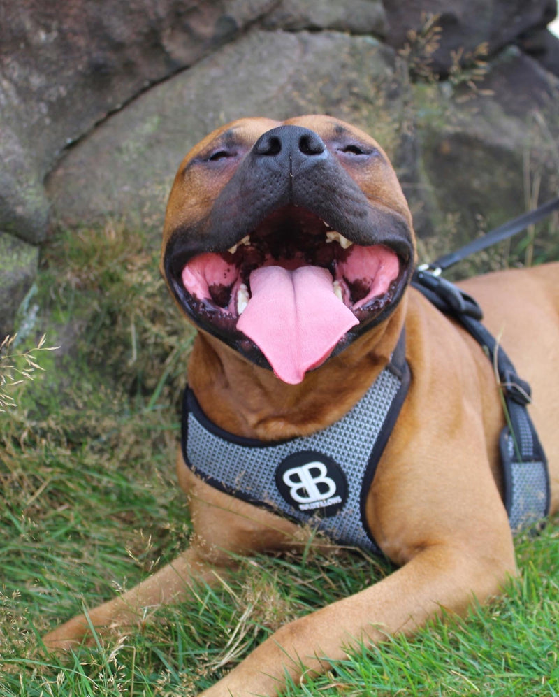 Must-Knows of Doggie Dental Care