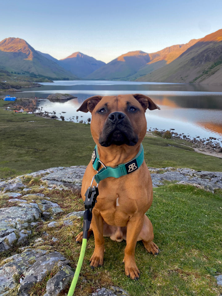 Adventure Ready Dog Gear: Built for the Wild 🏕️