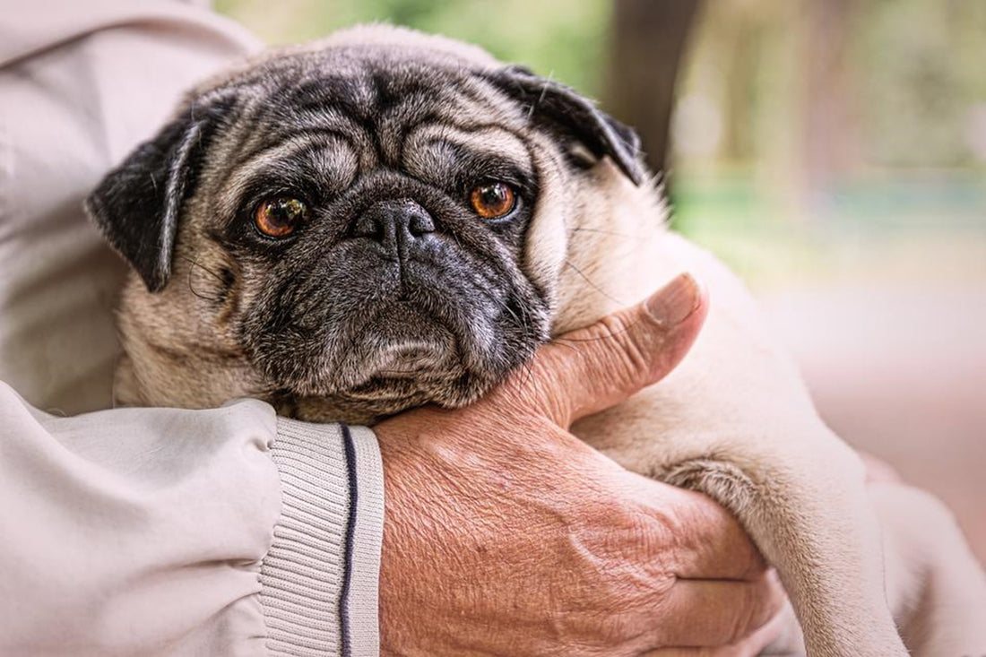 7 Useful Tips to Prevent Dog Theft