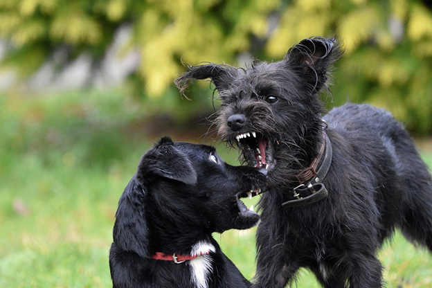 Proven Tips to Break Up a Dog Fight