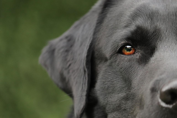Ear Infection in Dogs - Things You Need to Know