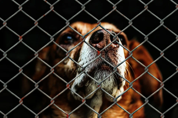 Bringing Home a New Rescue Dog - Tips and Suggestions