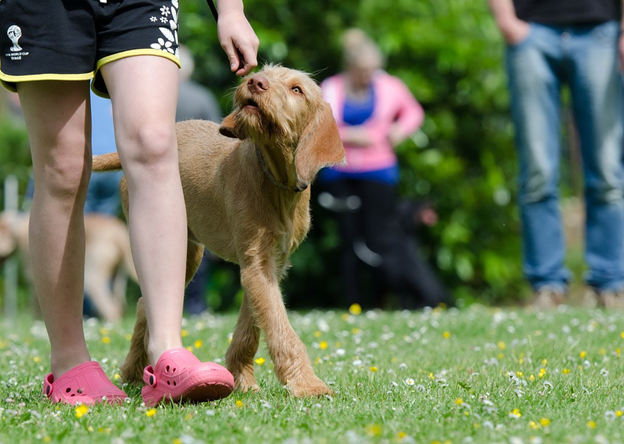 5 Popular Dog Training Methods