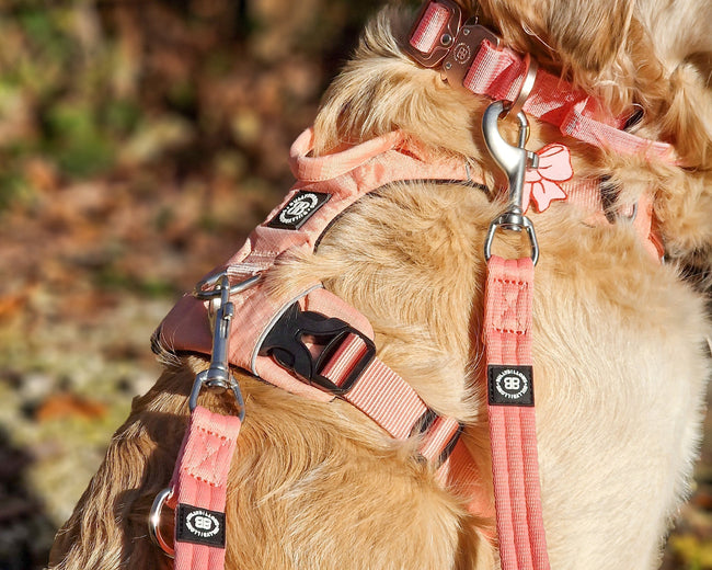 Finding the Right Lead for Your Training Style