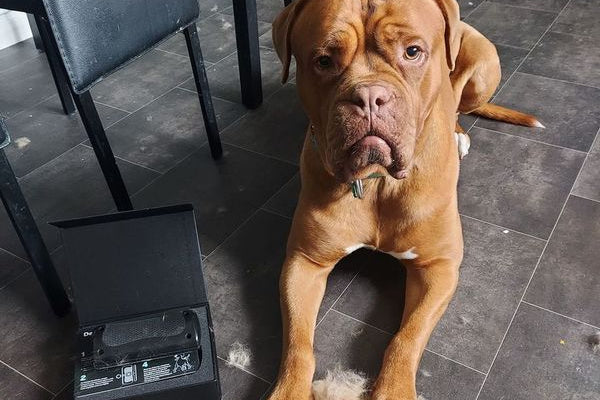 How To Stop A Dog Shedding