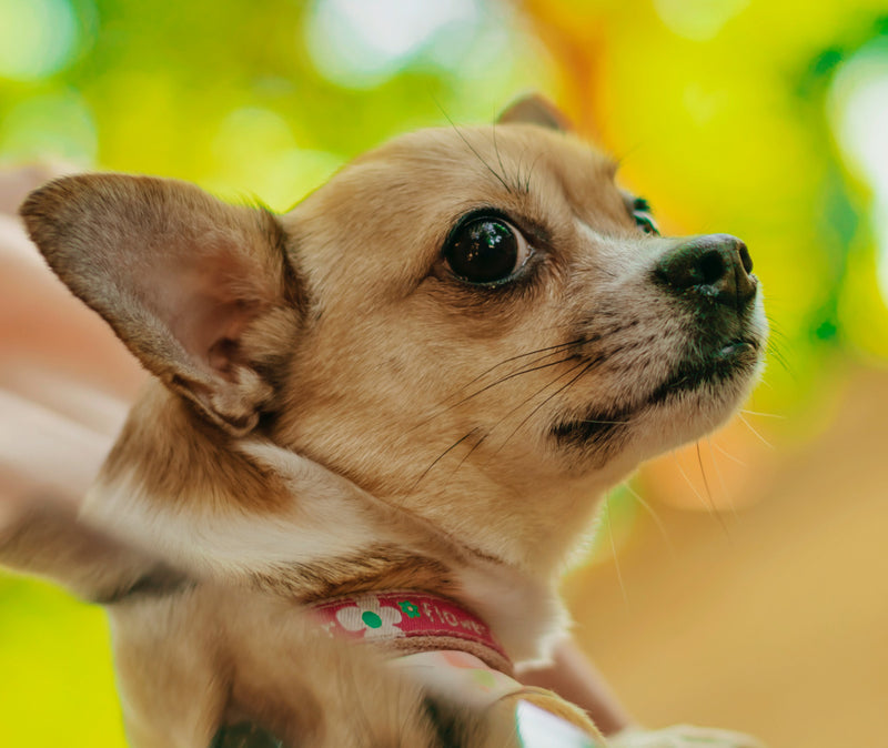 Debunking the Myth A Comprehensive Guide to Understanding and Preventing Small Dog Syndrome - Details