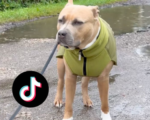 BullyBillows’ Most-Watched TikToks: The Videos That Made Us Go Viral