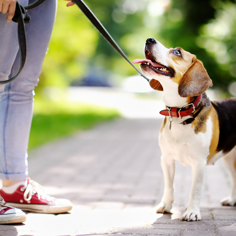 Six Notable Reasons to Leash Your Dog
