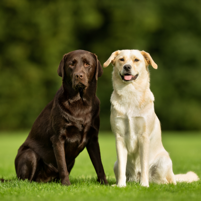 5 Dog Behaviors and Their Meaning