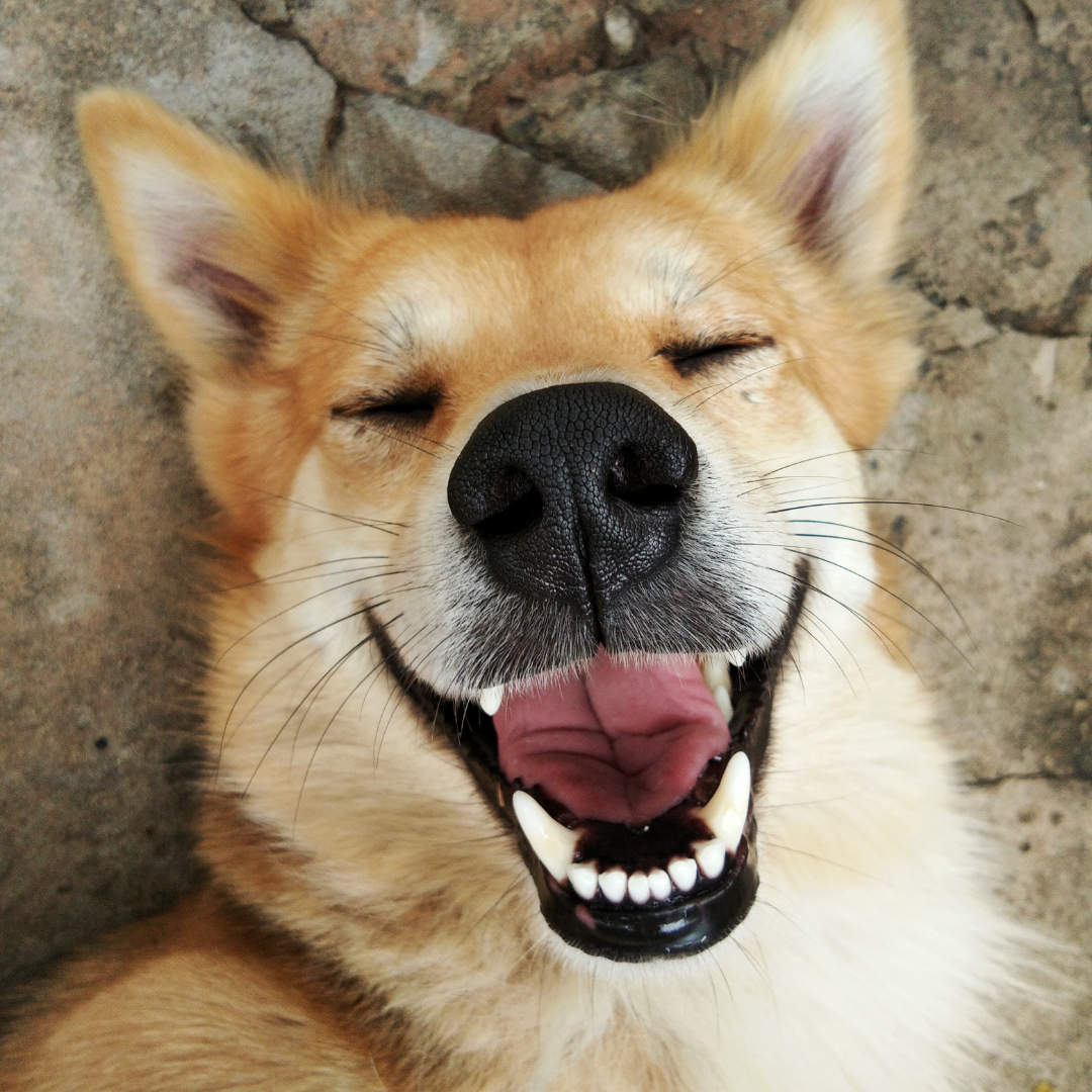 Simple Tips to Clean a Dog Collar
